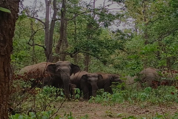 Bahragora : हाथियों के आतंक से मटिहाना-चाकुलिया मार्ग पर रात का सफर हुआ जोखिम भरा