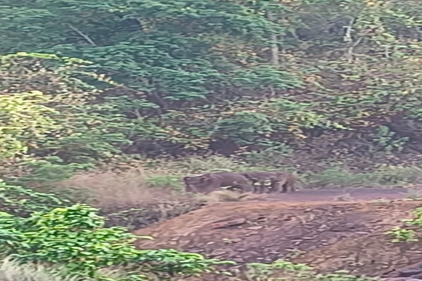 Gua : गुवा के नुईया गांव में हाथियों का झुंड पहुंचा, ग्रामीणों में दहशत