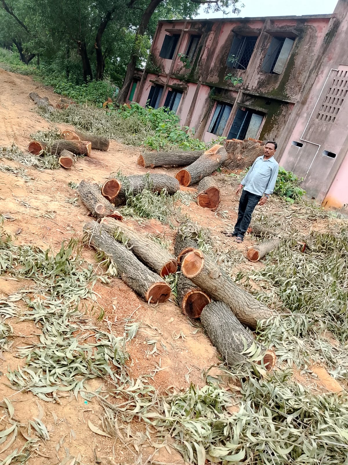 Bahragora : पेड़ों की अवैध कटाई और पुरानी इमारत ढहाने पर मुखिया व ग्रामीणों ने जताया कड़ा विरोध, वन विभाग से की जांच की मांग