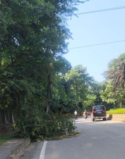 Jamshedpur : दो दिनों से सड़क पर गिरा है कंटीले पेड़ की टहनी , जिम्मेदार बेखबर