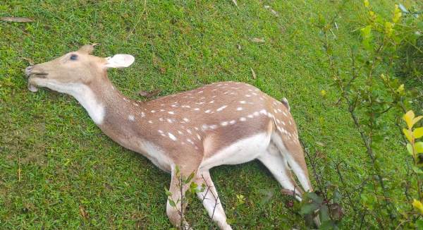 Jhargram : झाड़ग्राम में रिहायशी क्षेत्र में हिरण का शव मिलने से फैली सनसनी, वन्य विभाग ने शव जब्त कर छानबीन शुरू की
