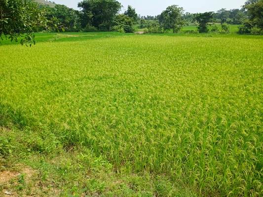 Muri : सिल्ली-पतराहातु में समय से पहले लहलहाई धान की बालियां, खेतों ने बिखेरी प्राकृतिक सुंदरता