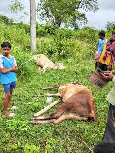 Jadugora : नरवा पहाड़ में बिजली तार की चपेट में आने से दो बैलों की मौत, पीड़ित ने मांगी एक लाख रुपये की क्षतिपूर्ति